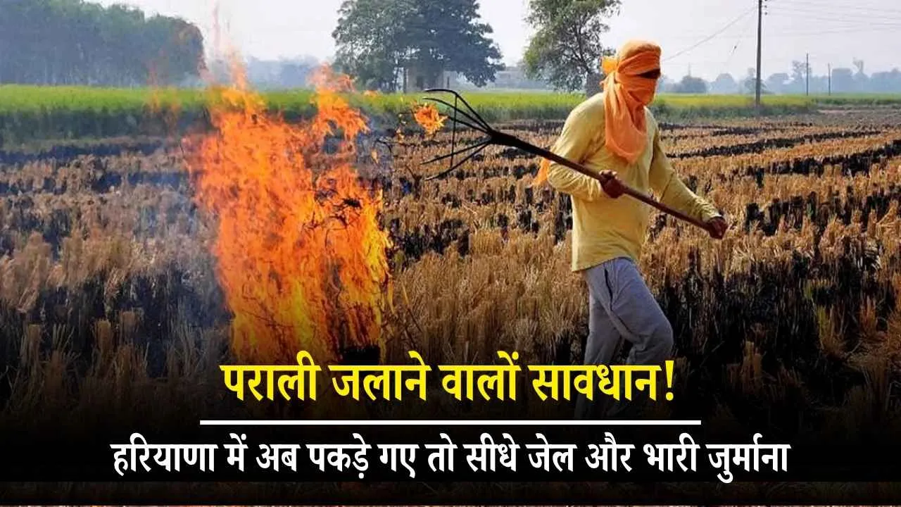 Haryana - Stubble burners, beware! Now, if caught in Haryana, you'll be sent straight to jail and face a hefty fine. 