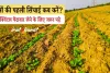 सरसों की पहली सिंचाई कब करें? 2025 में 90+ क्विंटल पैदावार लेने के लिए जरूर पढ़े! एक गलती ओर 20 क्विंटल का नुकसान
