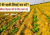 सरसों की पहली सिंचाई कब करें? 2025 में 90+ क्विंटल पैदावार लेने के लिए जरूर पढ़े! एक गलती ओर 20 क्विंटल का नुकसान