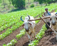 Haryana News: अब किसान खुद तय करेंगे अपनी जमीन की कीमत! हरियाणा सरकार ने बदले भूमि अधिग्रहण के नियम