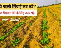 सरसों की पहली सिंचाई कब करें? 2025 में 90+ क्विंटल पैदावार लेने के लिए जरूर पढ़े! एक गलती ओर 20 क्विंटल का नुकसान