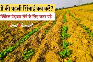 सरसों की पहली सिंचाई कब करें? 2025 में 90+ क्विंटल पैदावार लेने के लिए जरूर पढ़े! एक गलती ओर 20 क्विंटल का नुकसान