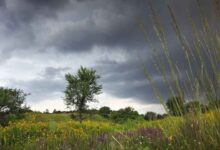 हरियाणा में मौसम का यू-टर्न: ओलावृष्टि से ठिठुरा प्रदेश, गेहूं-सरसों की चांदी या किसानों की बढ़ी आफत? जानें अगले 72 घंटों का अपडेट