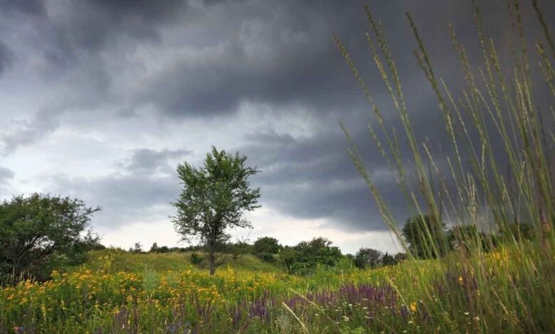 हरियाणा में मौसम का यू-टर्न: ओलावृष्टि से ठिठुरा प्रदेश, गेहूं-सरसों की चांदी या किसानों की बढ़ी आफत? जानें अगले 72 घंटों का अपडेट